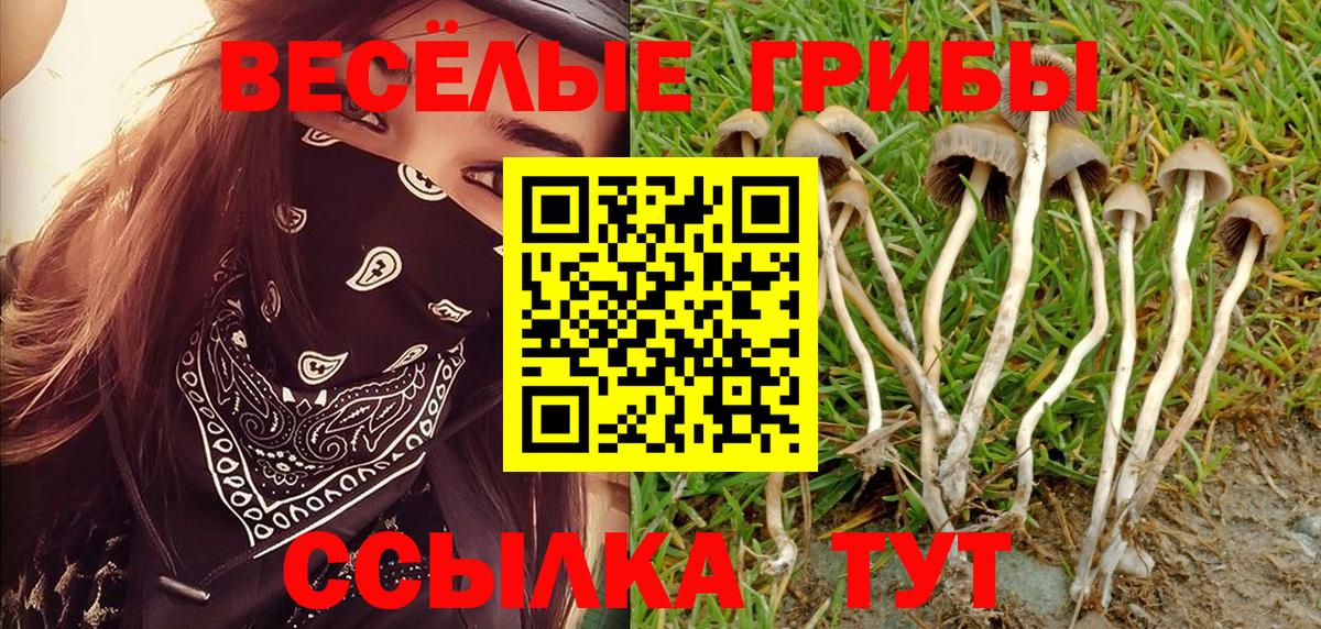 Новочеркасск  цены   Псилоцибиновые грибы прущие грибы  Вход с VPN  Галлюциногенные грибы Psilocybine cubensis 